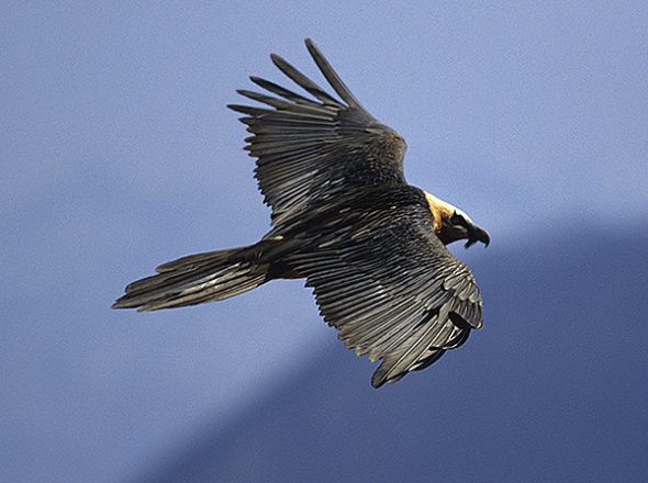 Au coeur du PNR des Pyrénées ariégeoises