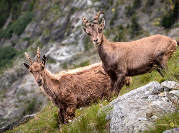 Les sorties bouquetin