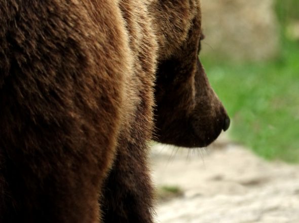 L’ours brun des Pyrénées