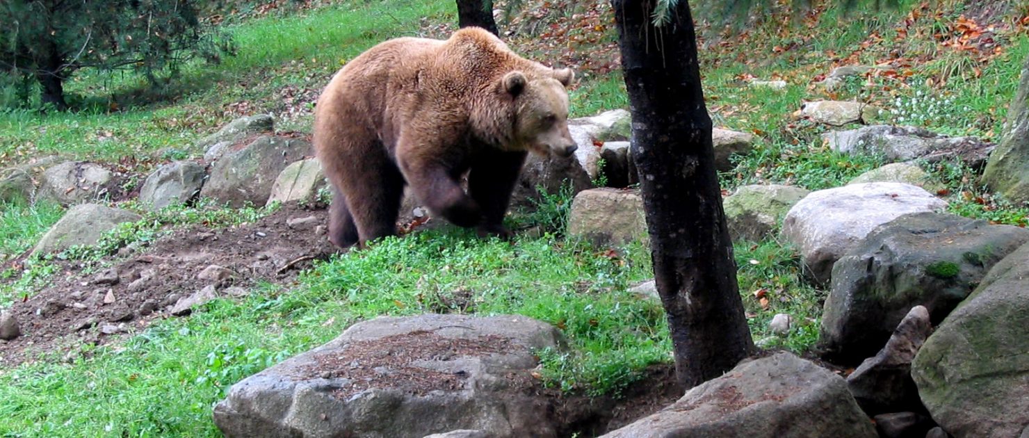 L'ours brun des Pyrénées - Couserans Pyrénées