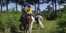 Activités équestres