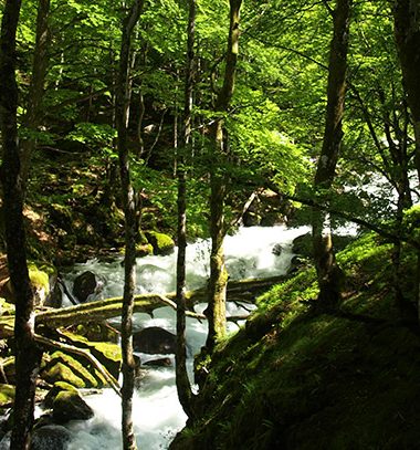 Contemplez la nature des Pyrénées !