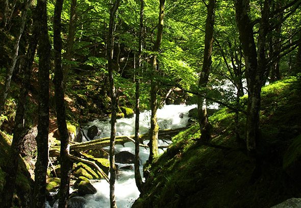 Contemplez la nature des Pyrénées !