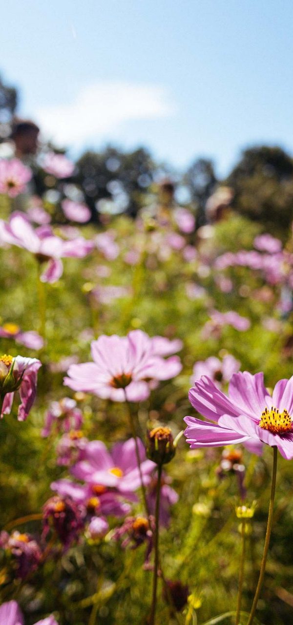 Le printemps c&rsquo;est maintenant! incontournables, activités, randonnées, visites…