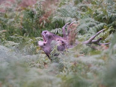 Où écouter le brâme du cerf dans les Pyrénées