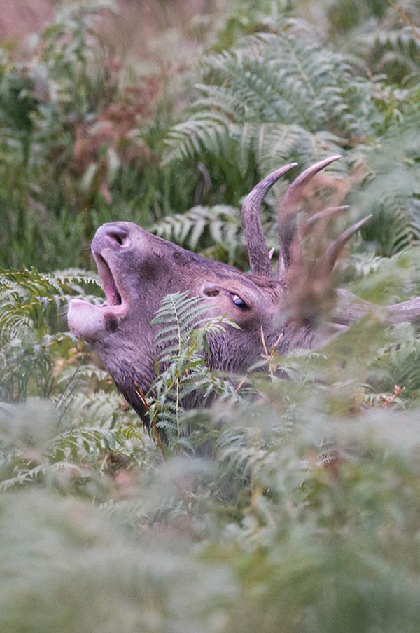 Où écouter le brâme du cerf dans les Pyrénées