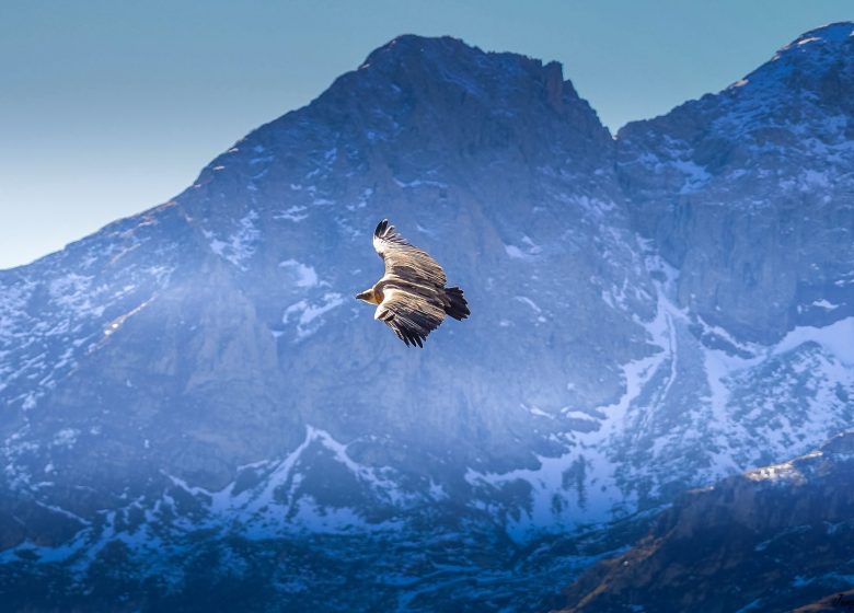 Vautour Col de la Core