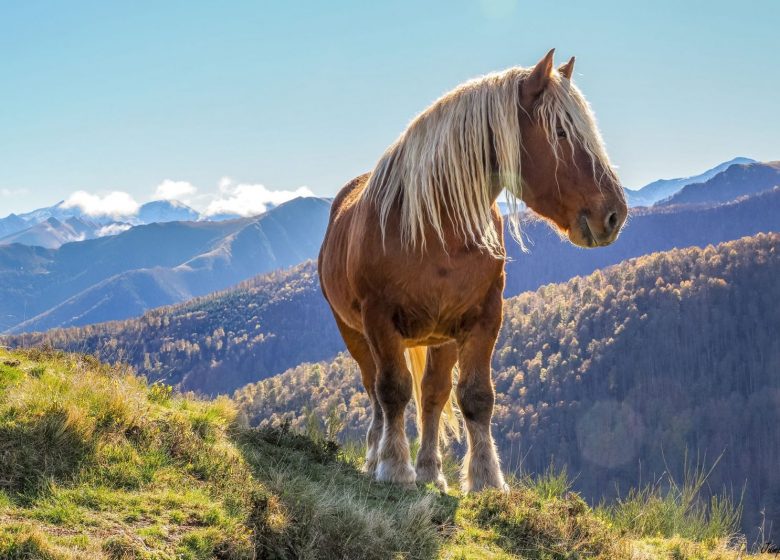 Cheval au col de Bouirex