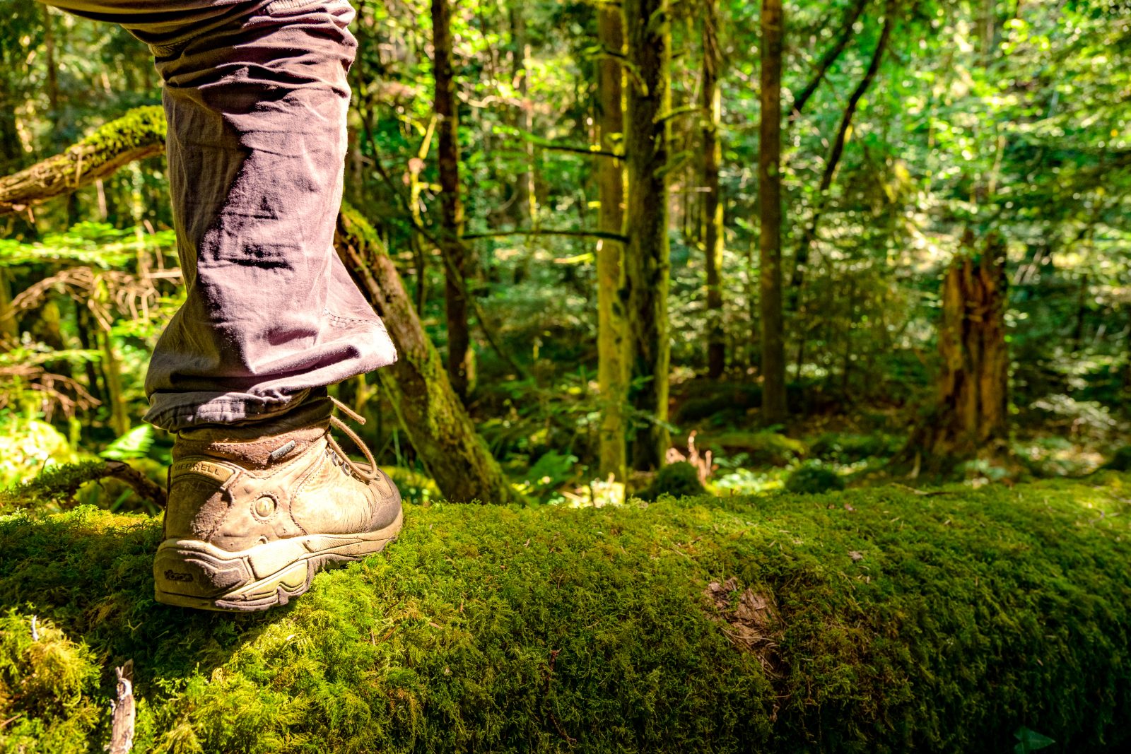 La Forêt royale – Chemin de la forêt