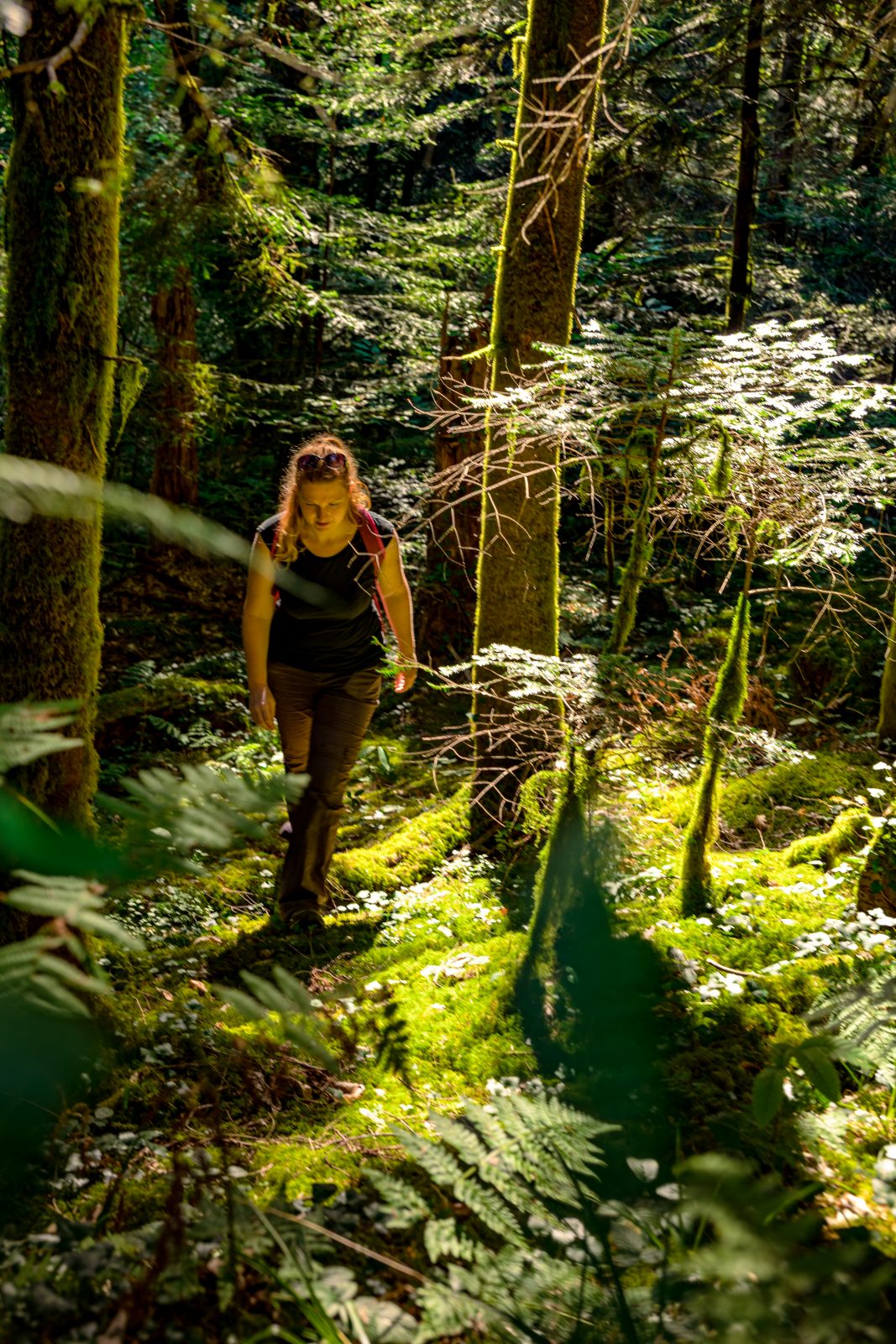 La Forêt royale – Chemin de la sabine