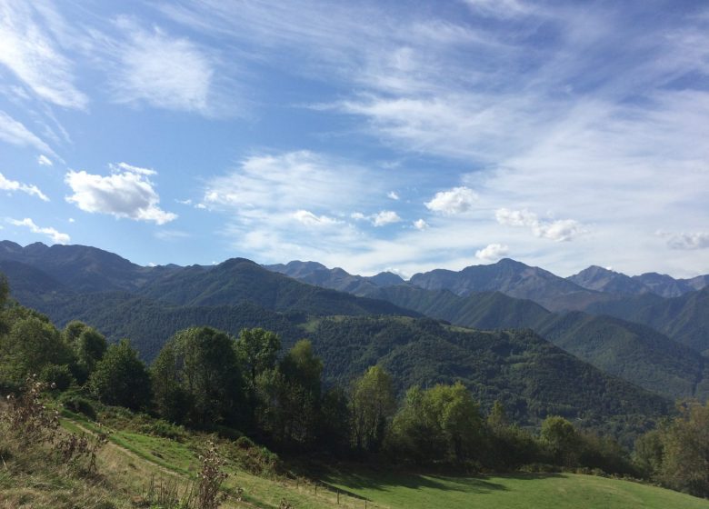 Vue sentier arbre rond