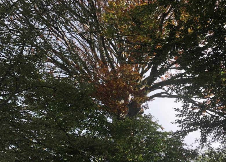 Arbre Rond à l’automne