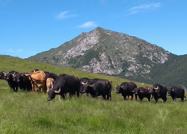 Buffles à l&rsquo;étang de lers