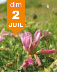 Plantes comestibles et médicinales