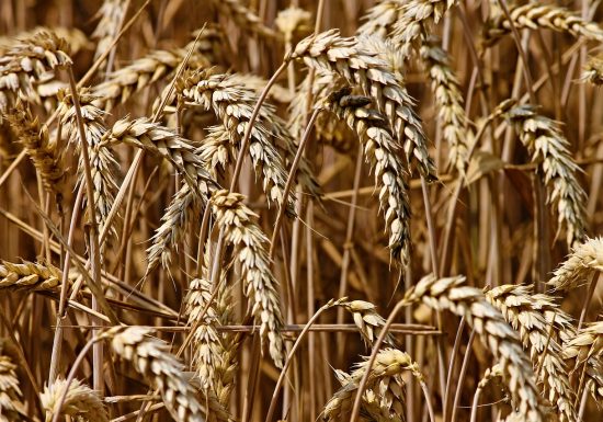 Autrefois le Couserans 2026 – Moisson à l&rsquo;ancienne