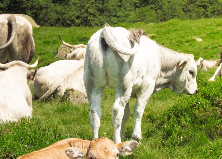 Vaches au plateau de coumebière