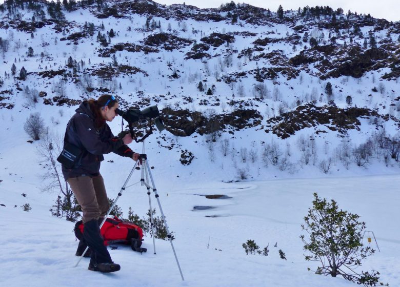 Observation de la faune