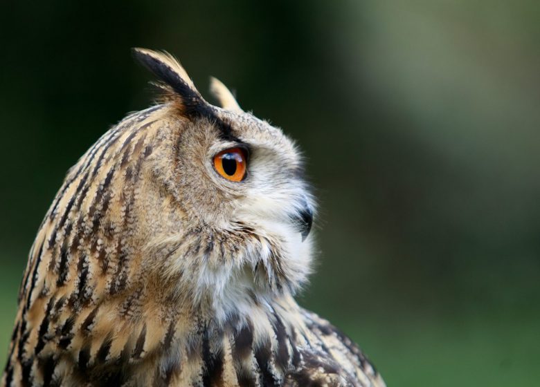 Stage de fauconnerie par Plume et Cimes