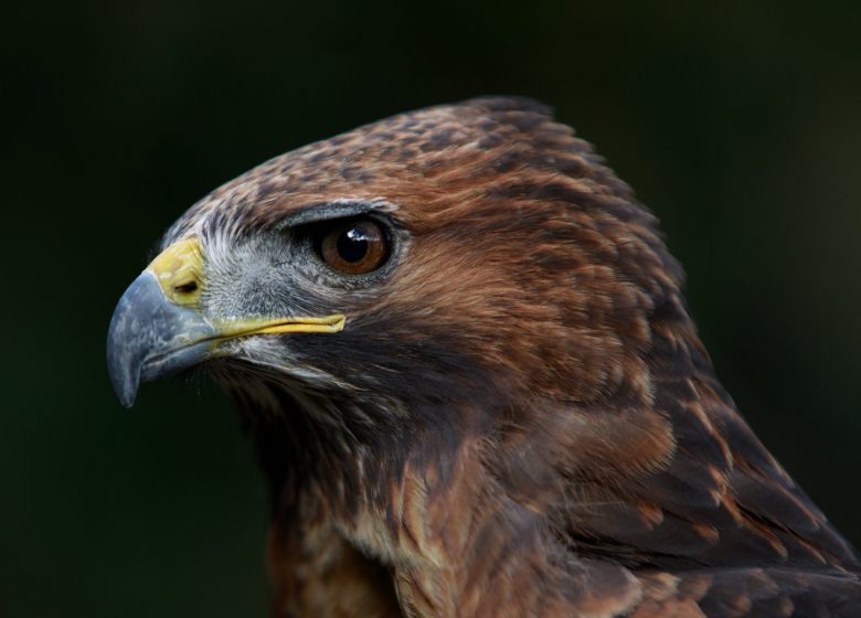 Stage de fauconnerie par Plume et Cimes