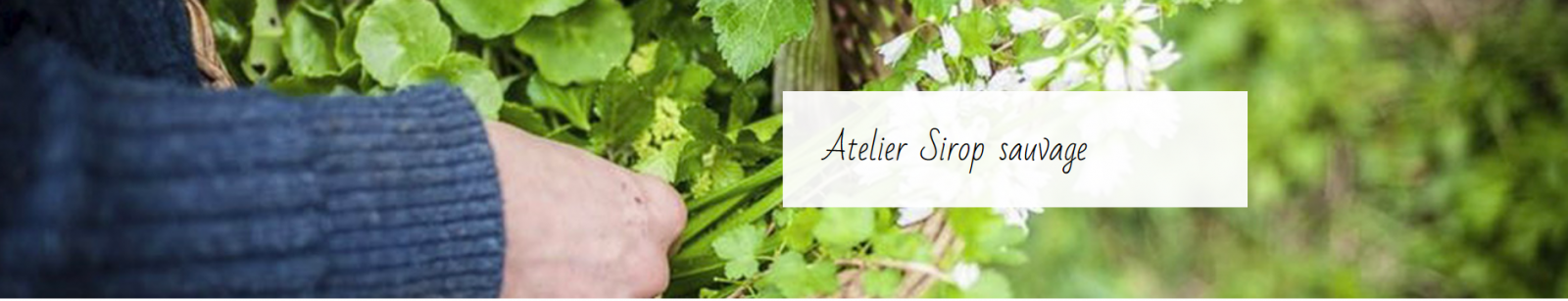 Flore des cimes – Atelier Sirop sauvage