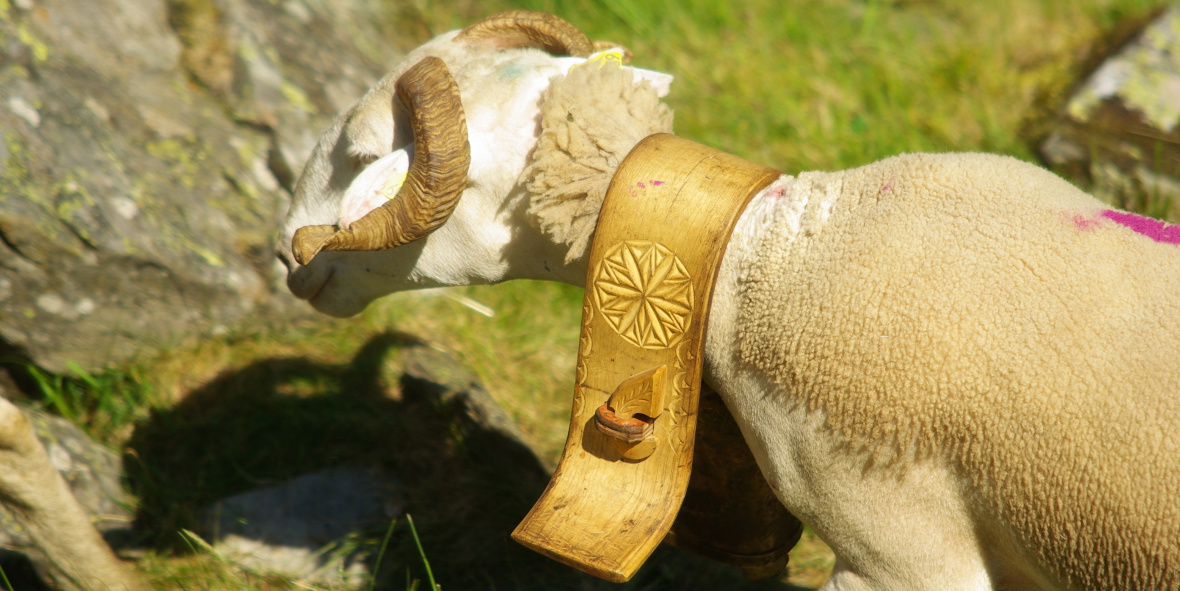 Association Transhumance en Biros