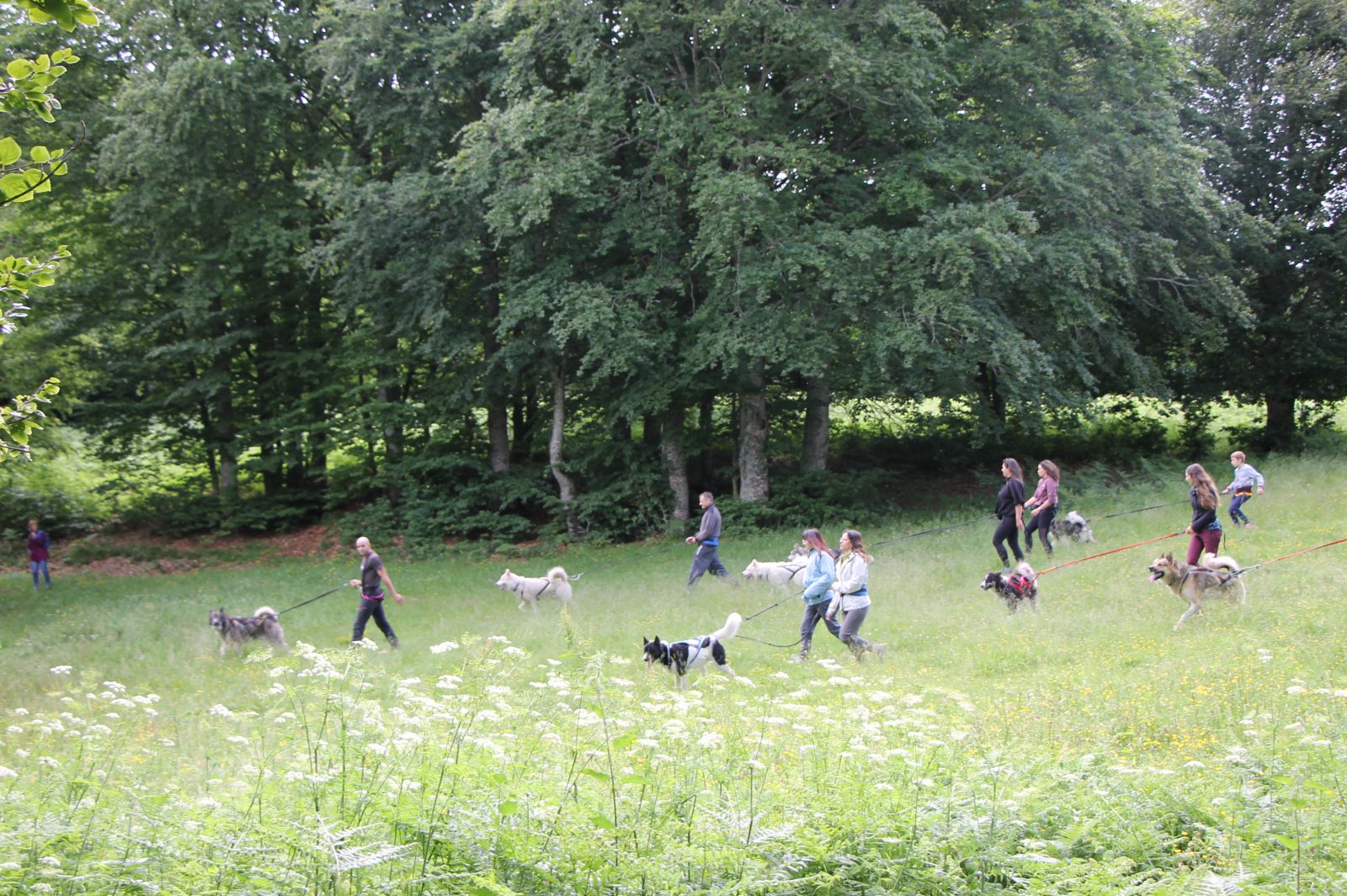 Cani-randonnée – Terre sauvage