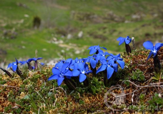 Randonnée Nature Couserando – Secrets de plantes