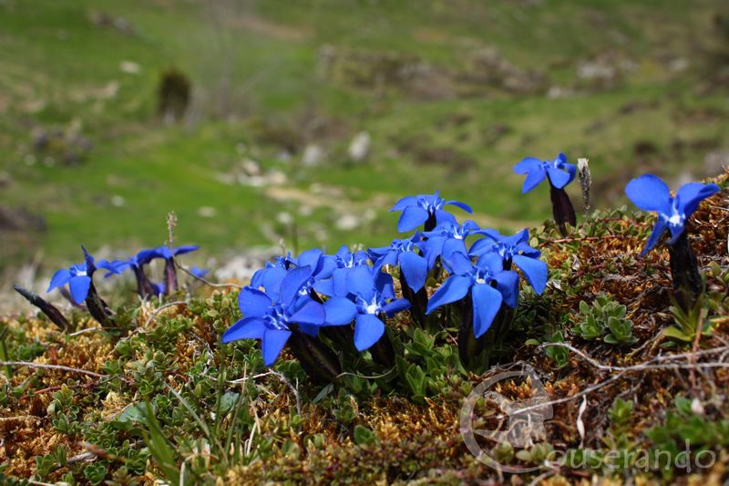 Randonnée Nature Couserando – Secrets de plantes