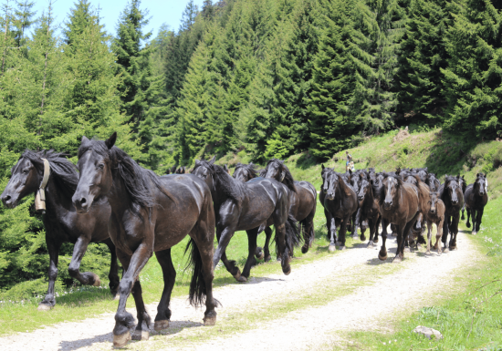 Transhumance en Bethmale