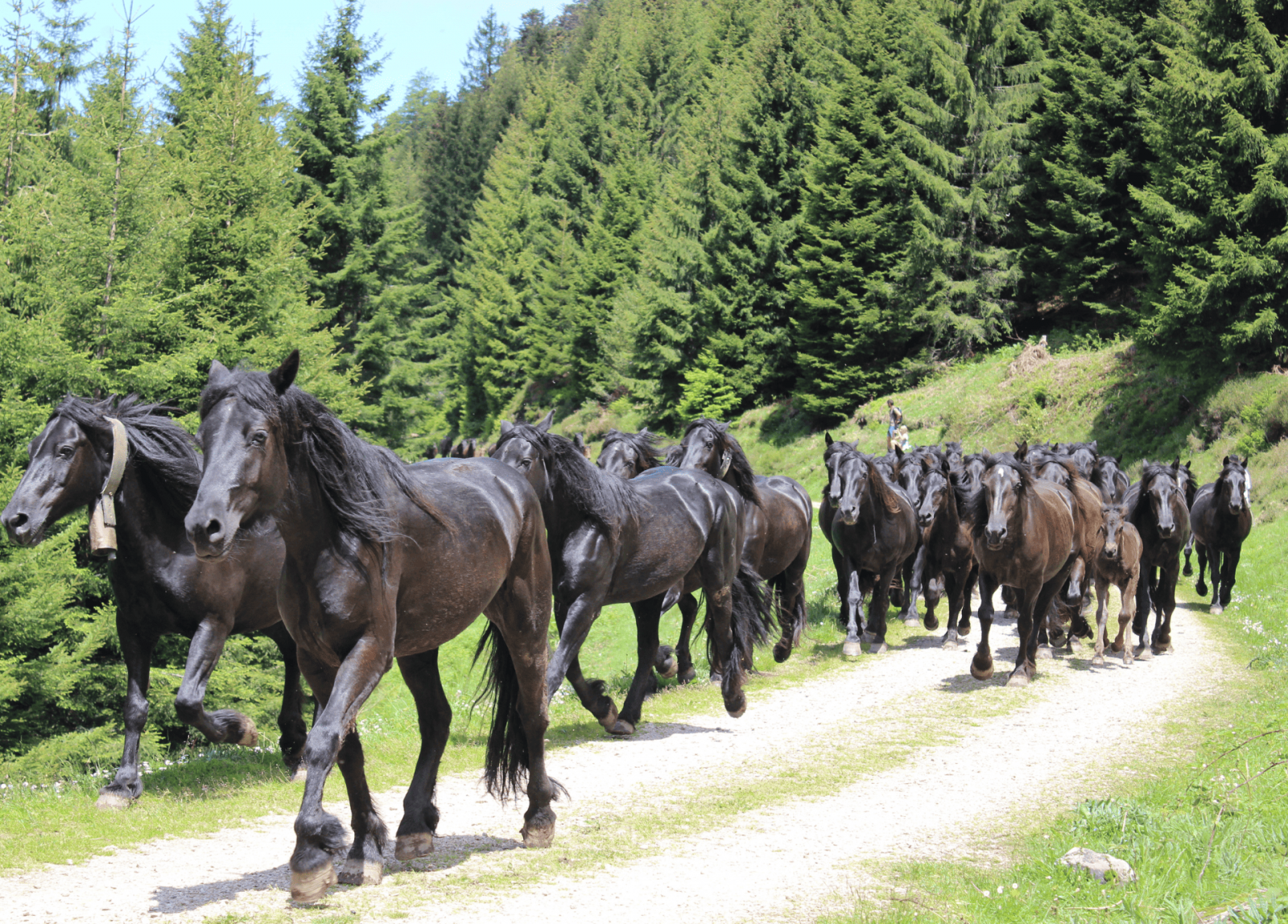 Transhumance en Bethmale