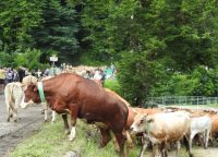Transhumance Biert Massat