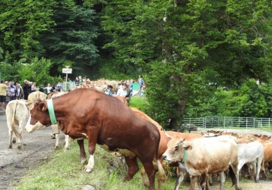 Transhumance Biert Massat