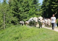 Association Transhumance en Bethmale
