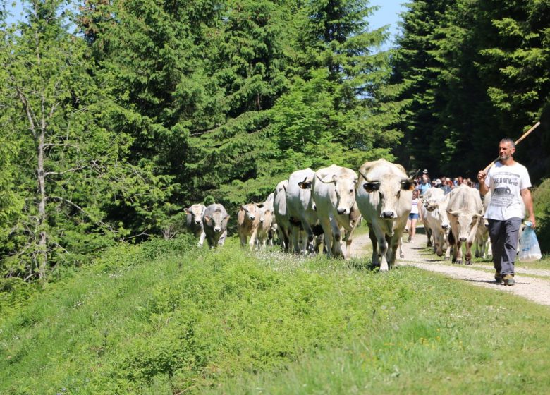 Association Transhumance en Bethmale
