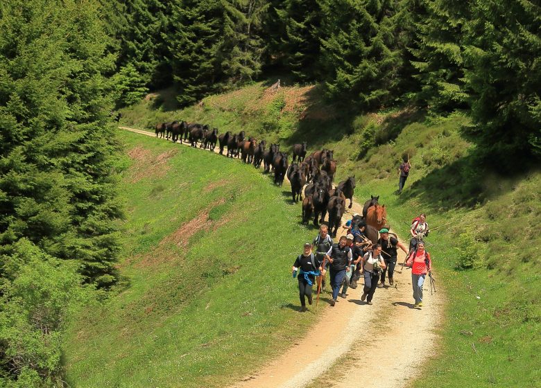 Transhumance des chevaux