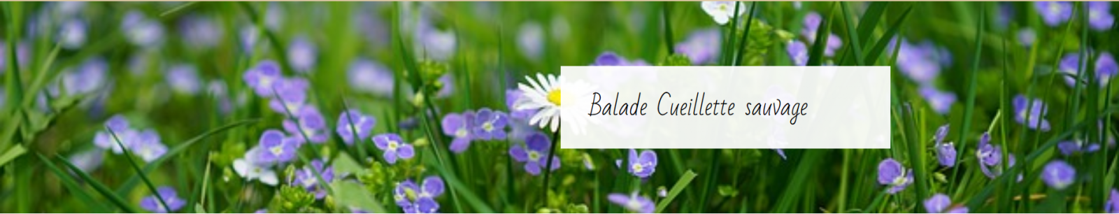 Flore des cimes – Balade Cueillette sauvage