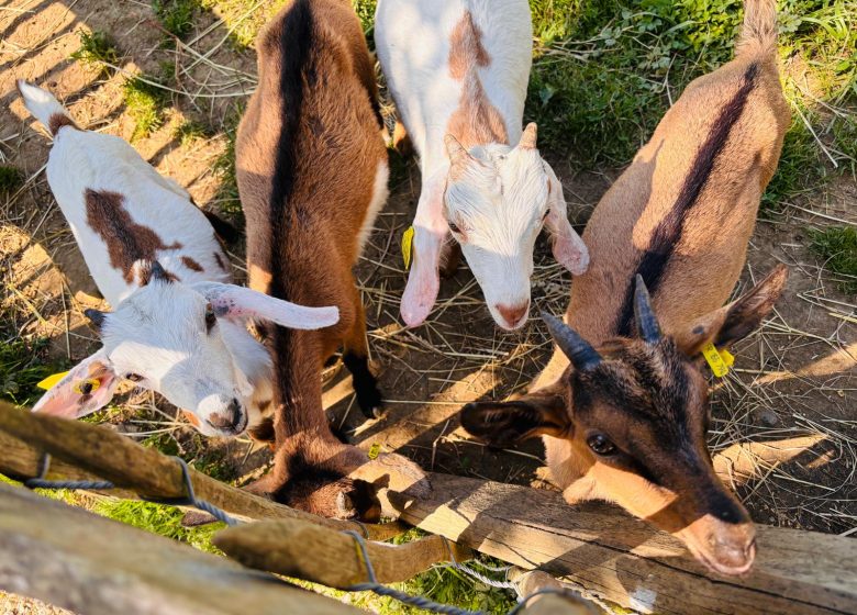 Ferme de Fabas 1000000555.jpg