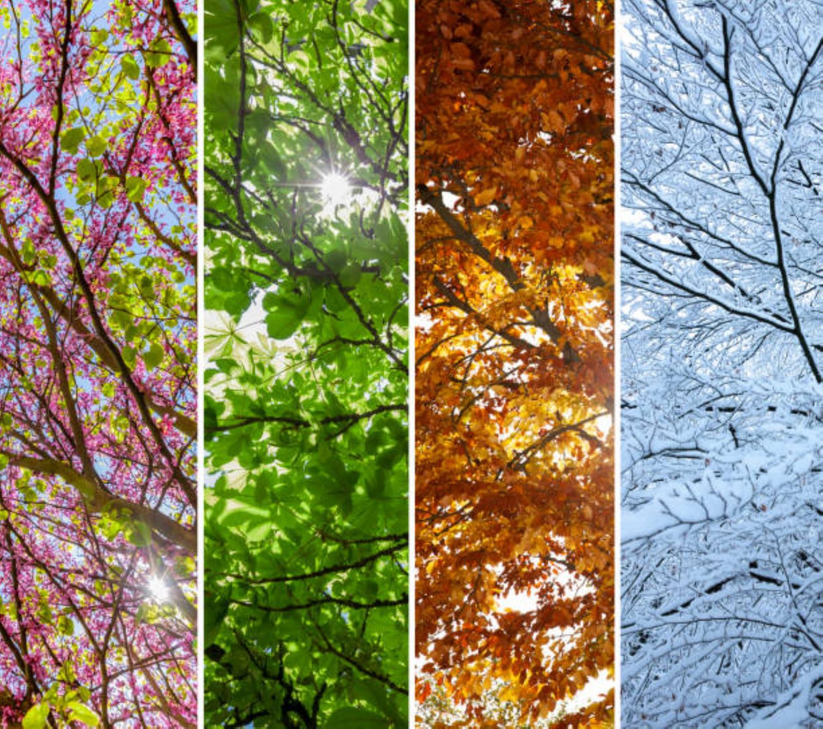 LE FESTIVAL LES 4 SAISONS DE LA BELLONGAISE