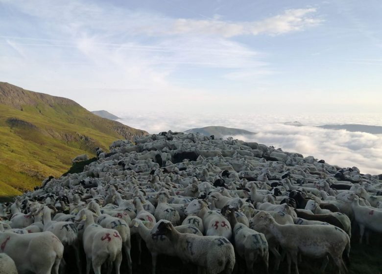 Transhumance en Bellongue_Saint-Lary
