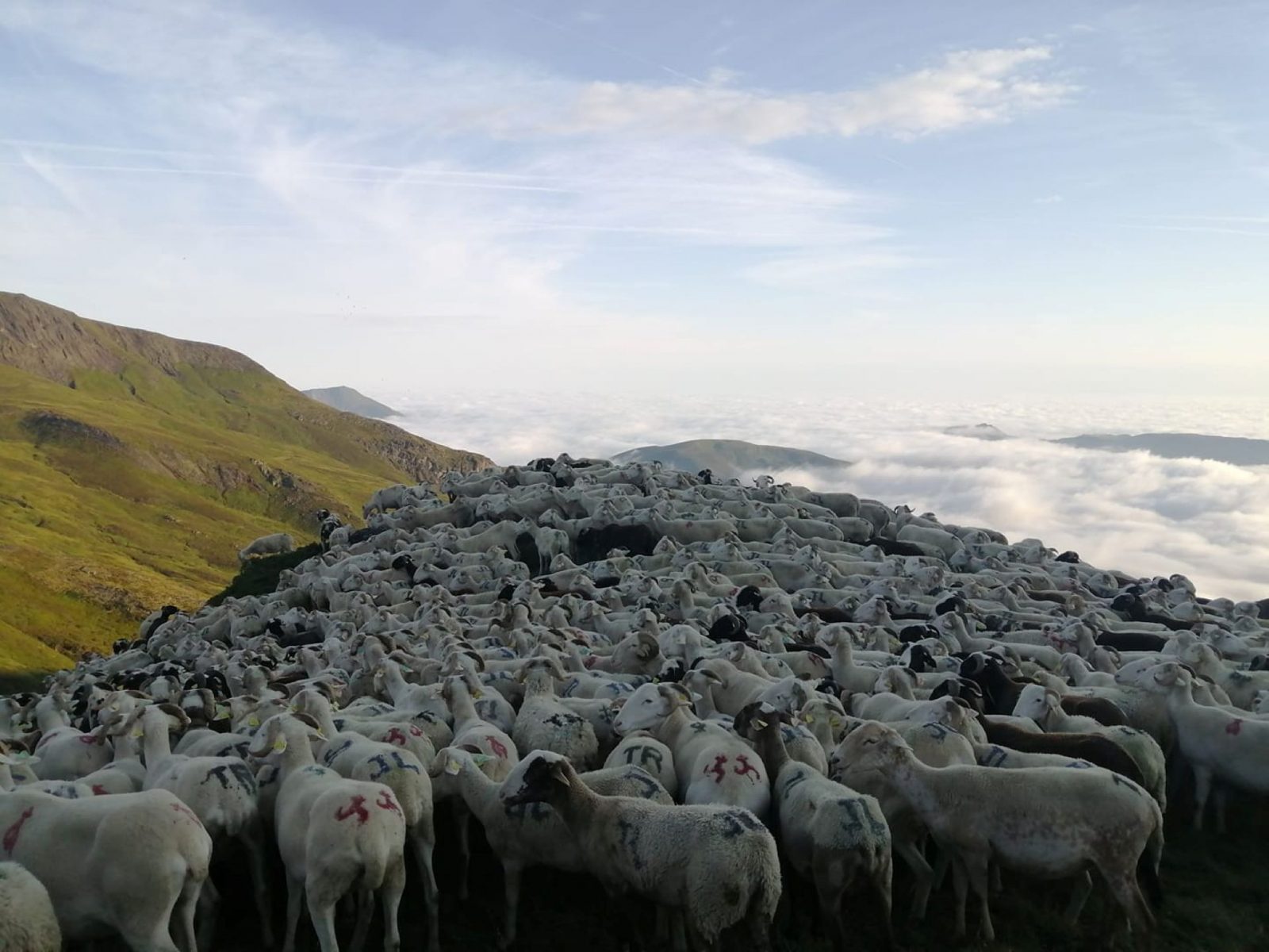 TRANSHUMANCE EN BELLONGUE