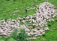 TRANSHUMANCE EN HAUT SALAT