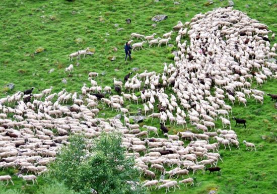 TRANSHUMANCE EN HAUT SALAT