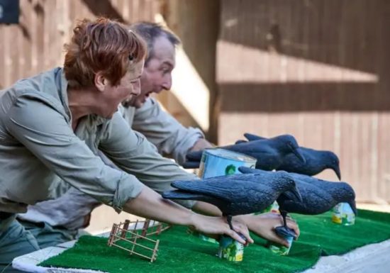 Quand les corbeaux auront des dents – L’Espèce de Compagnie
