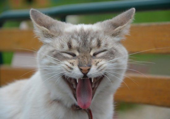 Art’Cade : Radical Kitten