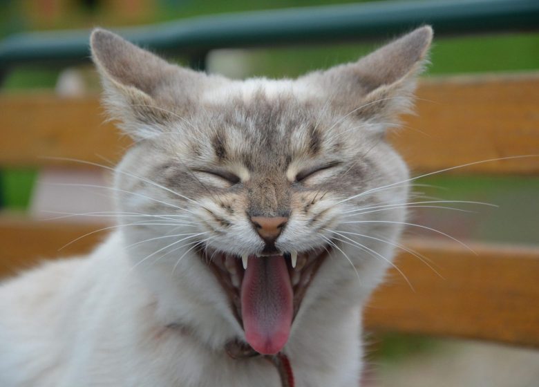 Art’Cade : Radical Kitten_Sainte-Croix-Volvestre