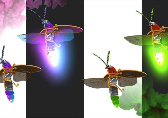 Soirée lucioles et contes