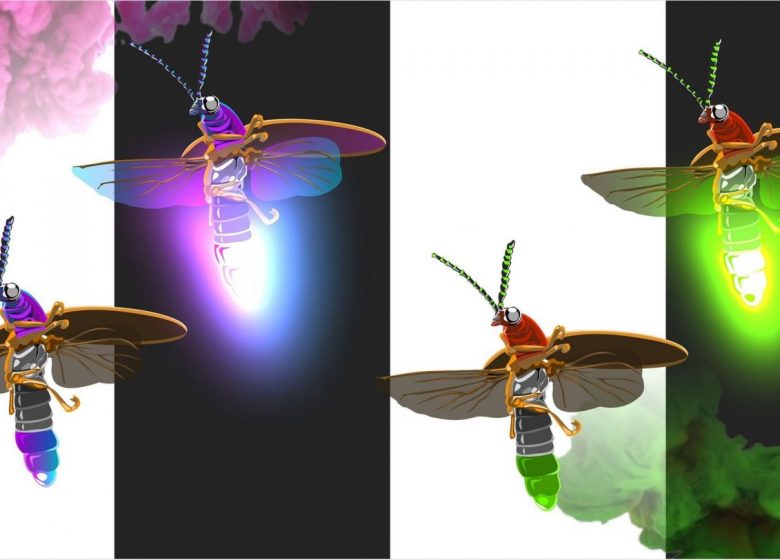 Soirée lucioles et contes_Ustou