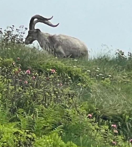 14-Transumance de printemps à Salau.jpg