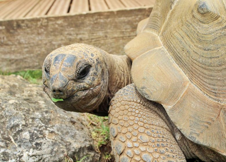 la ferme des reptiles