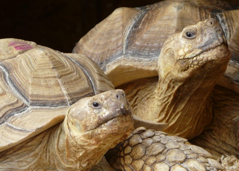 la ferme des reptiles